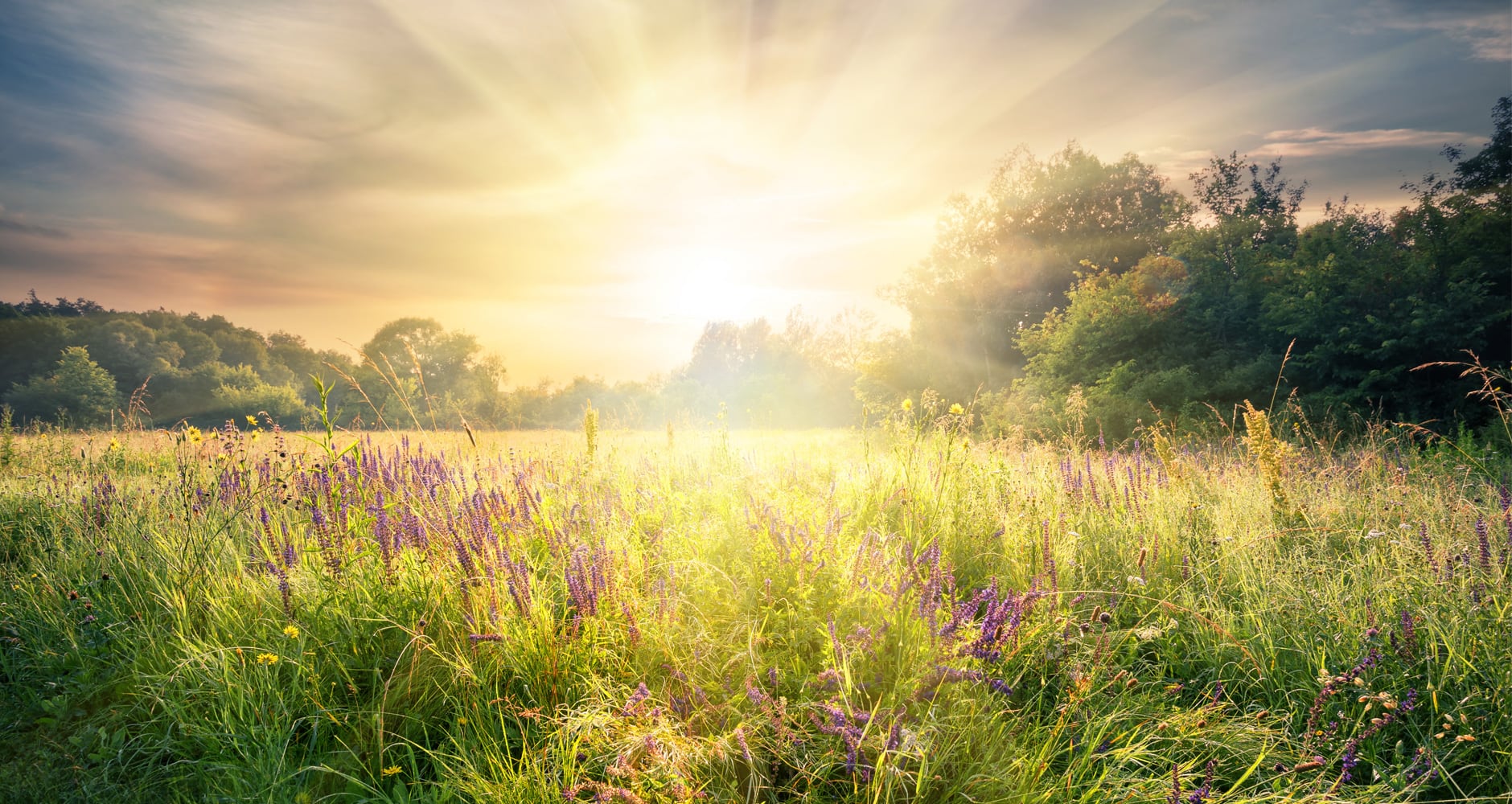 A sun rise agaist lavander bushes