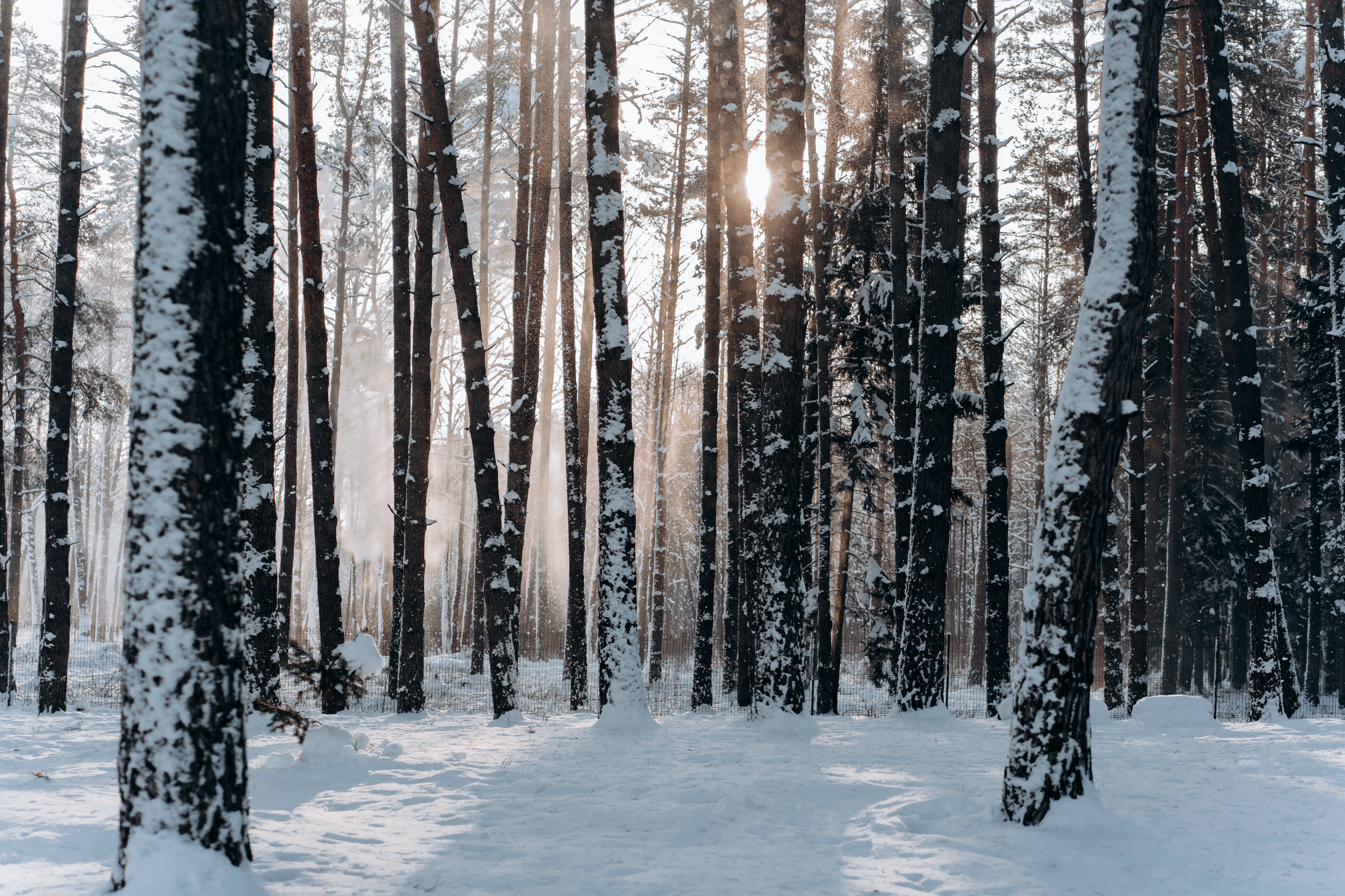 Wintery scene with snow and trees