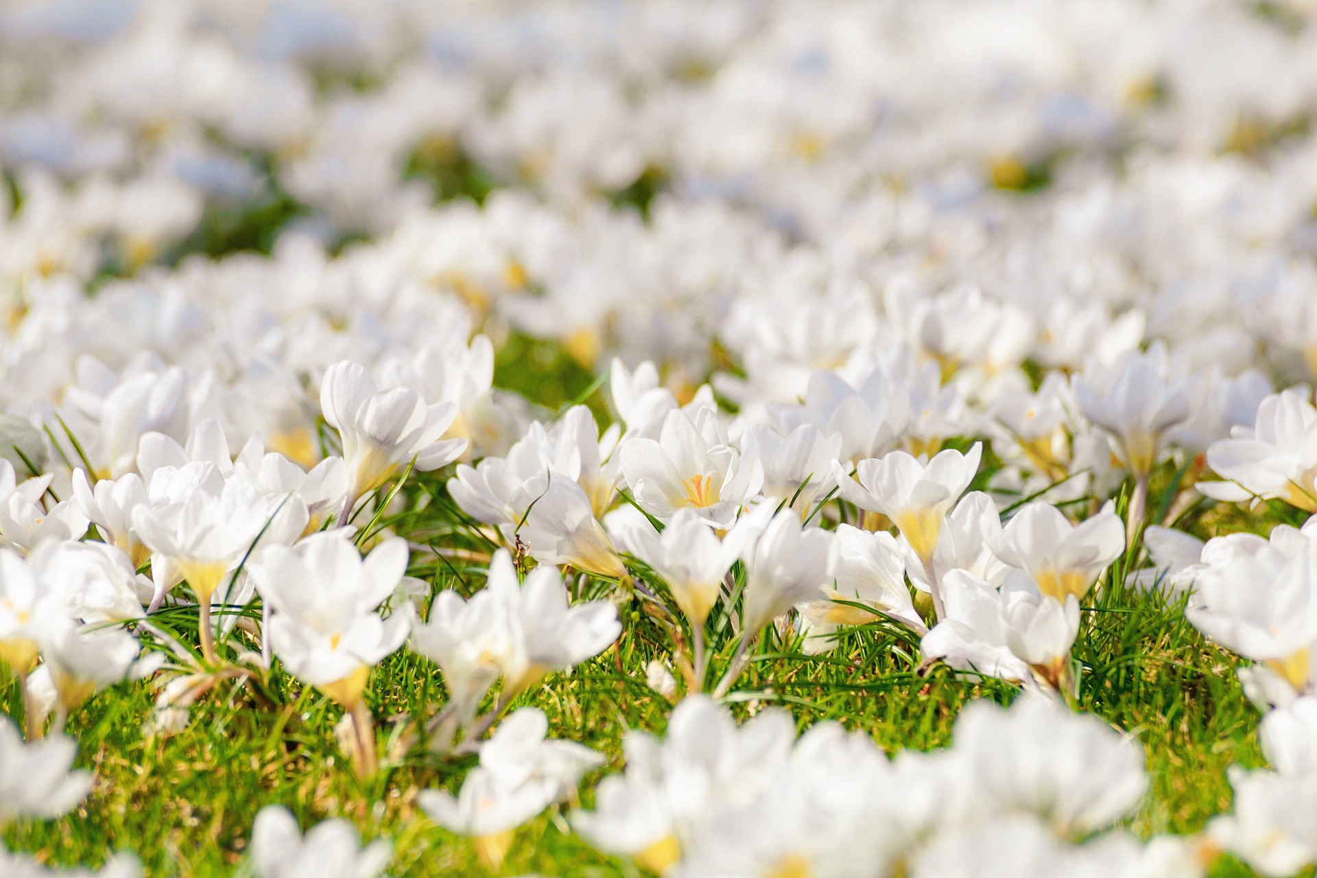 this image diplays a garden full of white crocuses.